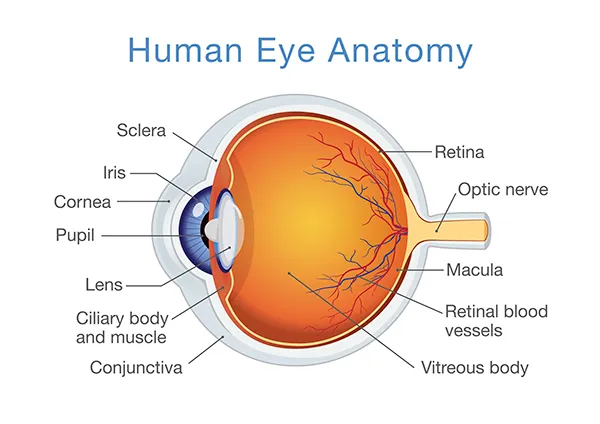 Structure of Human Eye