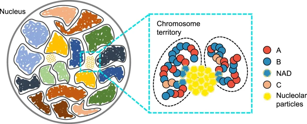 Class 9 Biology Chapter 1 Notes in Hindi
